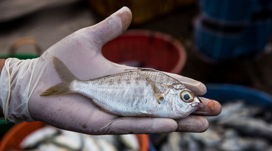 Whipfin-Silver-Biddy Fisch
