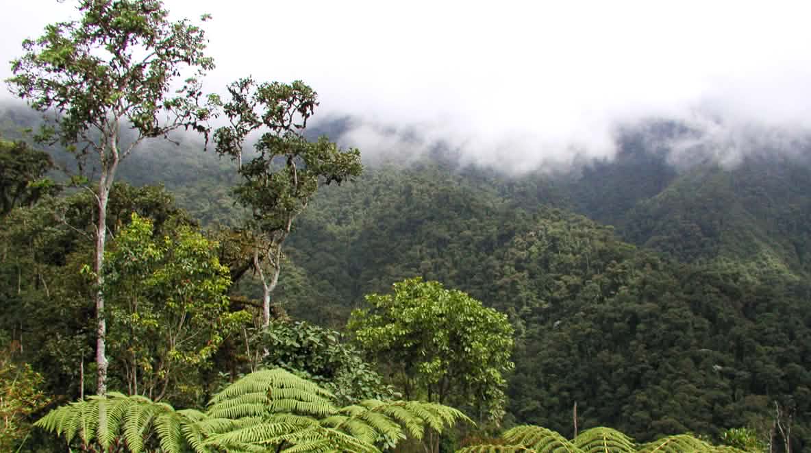 Projekte unserer Partner vor Ort Rettet den Regenwald e.V.