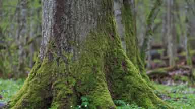 Bialowieza-Urwald