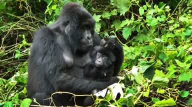 Gorilla mit Jungen in Virunga