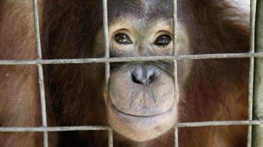 Orang-Utan guckt aus Käfig heraus