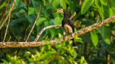 Nashornvogel im Kakum-Nationalpark (Ghana)