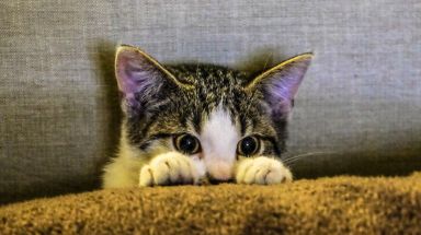 Junge Hauskatze versteckt sich