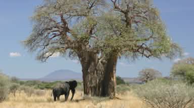 Elefant neben Baobab in der Savanne