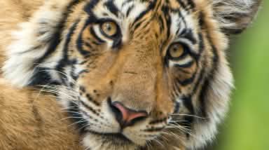 Bengale Tiger