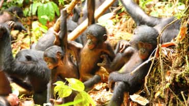Eine Gruppe junger Bonobos