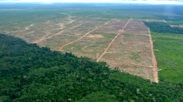 Luftbild einer Rodung für Palmöl in Peru