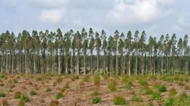 Baumplantage in Südafrika