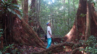 Mann zwischen Bäumen in Kamerun