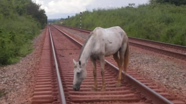 Ein Pferd sucht zwischen den Schwellen eines Bahngleises nach Nahrung