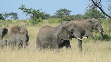 Elefantenherde in Serengeti