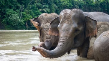Elefanten nehmen ein Bad im Fluss