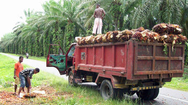 Staatliche Ölpalmplantage in bei Manokwari, Westpapua