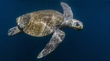 Olive Ridley Meereschildkröte