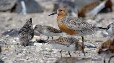 Zugvogel Red Knot