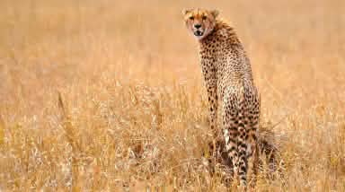 Gepard in der Serengeti
