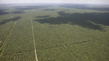 Luftaufnahme von sich bis zum Horizont ausdehnenden Ölpalmplantagen