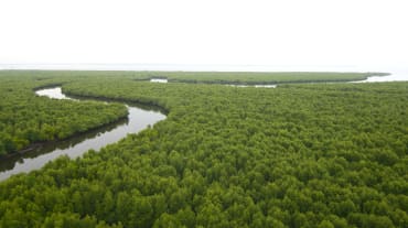 Dichter Mangrovenwald aus der Vogelperspektive. Ein Fluss schlängelt sich durch den Wald bis an die Küste am Horizont.