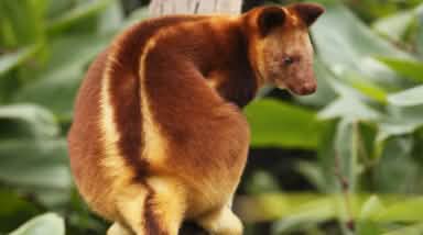 Baumkänguru in Papua