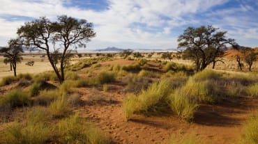 Buschland Namibia