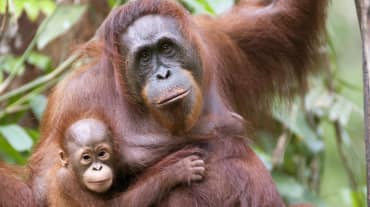 Orang-Utan mit Baby