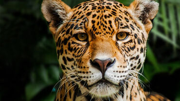 Jaguar in Indio Maiz Reserva Biologica