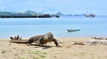 Komodowaran am Strand