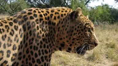 Leopard in Südafrika