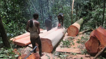 Drei Holzfäller zerlegen einen frisch gefällten Baum