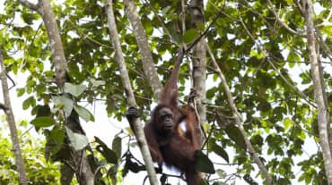 Orang-Utan im Baum