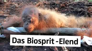 Gefesselt und halbtot Orang-Utan