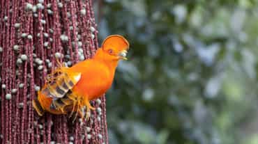 Felsenhahn oranger Vogel