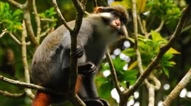 Rotohrmeerkatze (Cercopithecus erythrotis) in Kamerun