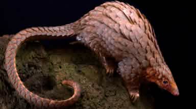 Baumpangolin