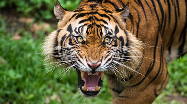 Sumatra Tiger