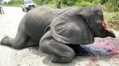 Gewilderter Elefant in Virunga Park