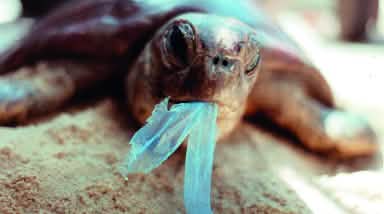 Schildkröte frisst Plastik