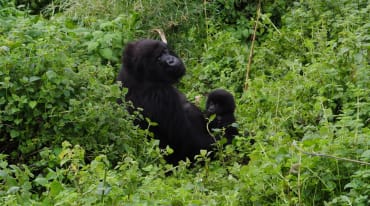 Gorilla mit Baby im Virunga Park