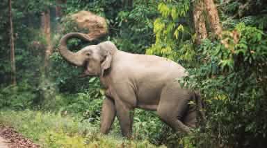 Asiatischer Elefant