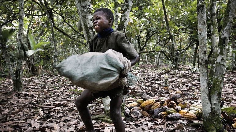 Kinderarbeit auf Kakao-Plantage, Elfenbeinküste