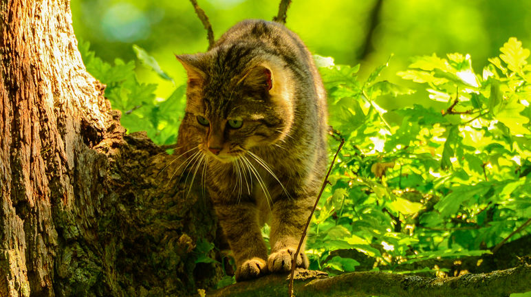 Europäische Wildkatzen reagieren empfindlich auf Störungen Europäische Wildkatze