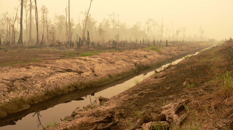 Für das 1-Mio-Hektar-Reisprojekt abgeholzter Torfmoorwald in Zentralkalimantan