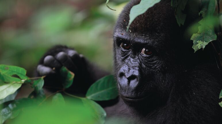 Die Gorillas in Ebo-Wald leben 200 Kilometer von ihren nächsten Verwandten entfernt. Ein Indiz dafür, dass sie eine neue Unterart sind Gorilla im Ebo-Wald, Kamerun