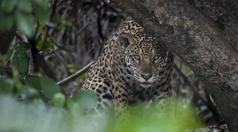 Ausbeuten und weiterziehen – nach diesem Prinzip nimmt sich der Mensch immer mehr Räume. Erst verlieren Tiere wie der Jaguar ihre Lebensräume, dann verliert die Erde eine weitere Art. Jaguar
