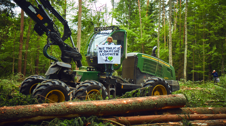 Umweltschützer blockierten die Maschinen der Holzfäller Protest gegen Rodung im Welterbe Bialowieza (Polen)