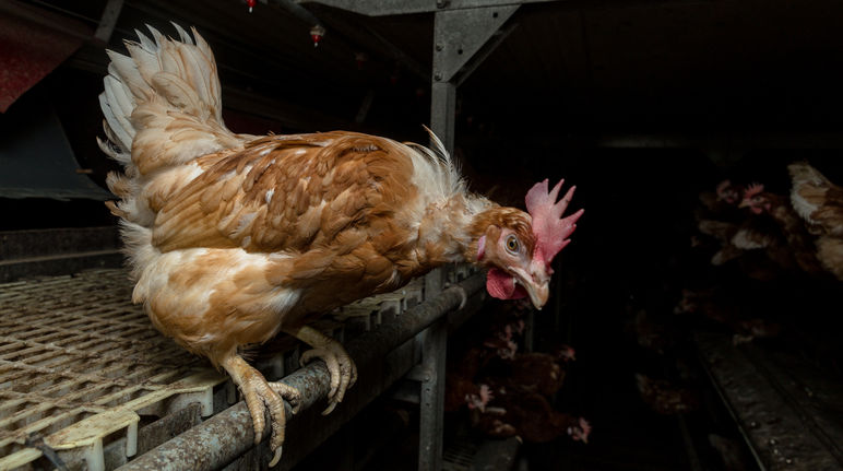 Tierelend wird erst beim Blick in die Ställe sichtbar Huhn in Massentierhaltung