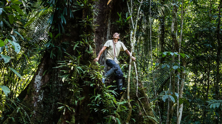 Francisco klettert auf einen Baum im Regenwald