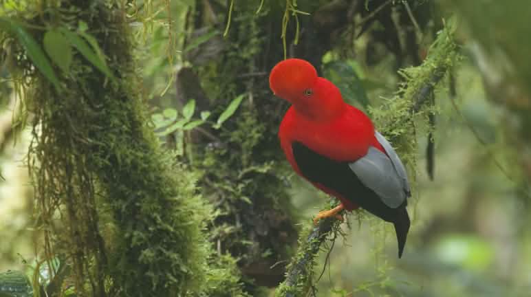 Ein Männchen des prächtigen Andenfelsenhahns (Rupicola peruvianus) sitzt auf den moosbewachsenen Zweigen in Los Cedros Ein rotgefiederter Andenfelsenhahns sitzt zwischen moosbewachsenen Zweigen