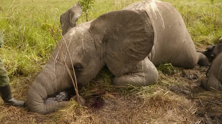 Wegen der Wilderei ist die Zahl der Elefanten eingebrochen Gewilderter Elefant
