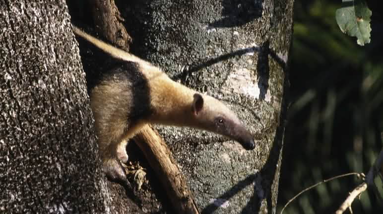 Ameisenbär (Südlicher Tamandua - Tamandua tetradactyla) im Cerrado in Brasilien Ein Ameisenbär guckt aus einer Astgabel hervor